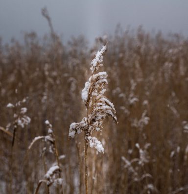 Fryst gräset i en snöklädd äng under en dimmig himmel.