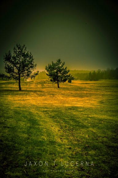 Dimig landskap med två träd på en grön äng. Tyst och stämningsfull atmosfär.