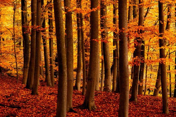 Skog med trädkronor i höstfärger, orange och gula löv på marken.